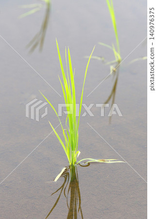 水稻種植後的稻田 水稻種植後的稻田 140976375