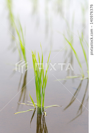 水稻種植後的稻田 水稻種植後的稻田 140976376