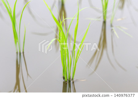 水稻種植後的稻田 水稻種植後的稻田 140976377