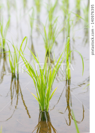 Rice paddy after rice planting Rice paddy after rice planting 140976395