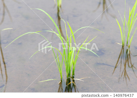 水稻種植後的稻田 水稻種植後的稻田 140976437