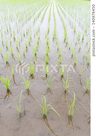 Rice paddy after rice planting Rice paddy after rice planting 140976450