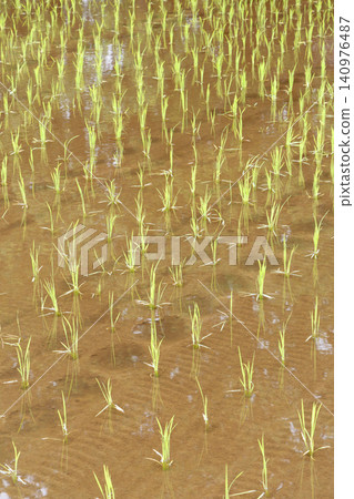 水稻種植後的稻田 水稻種植後的稻田 140976487
