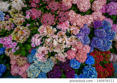 Hydrangea Hydrangea 140976511