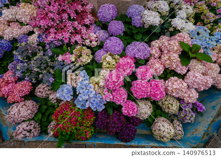 Hydrangea Hydrangea 140976513
