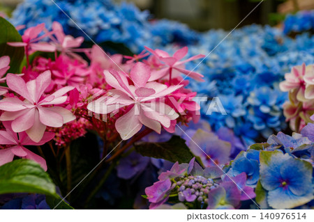 Hydrangea Hydrangea 140976514