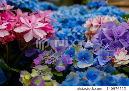 Hydrangea Hydrangea 140976515
