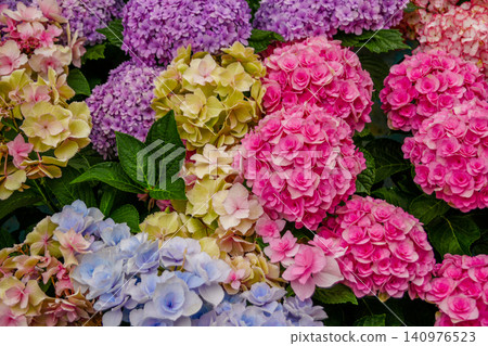 Hydrangea Hydrangea 140976523