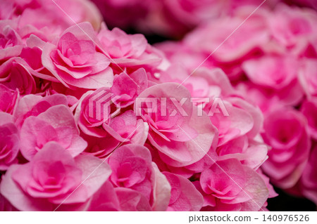 Hydrangea Hydrangea 140976526
