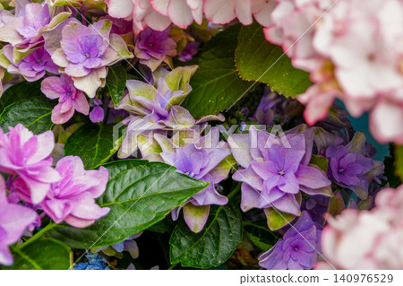 Hydrangea Hydrangea 140976529