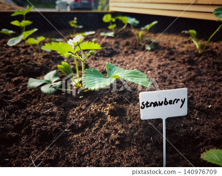 A raised garden bed filled with blooming strawberry plants, with a plant marker labeled "Strawberry" inserted into the soil A raised garden bed filled with blooming strawberry plants, with a plant marker labeled "Strawberry" inserted into the soil 140976709