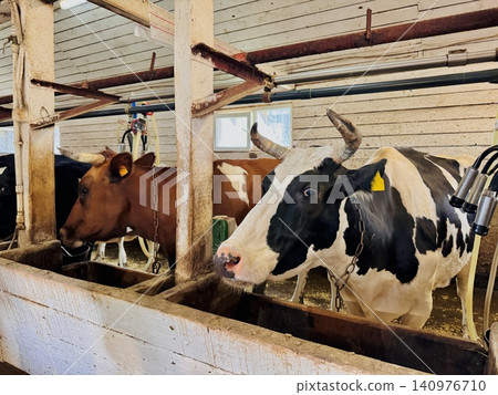 Cows stand inside a barn on a farm, resting and waiting in a livestock housing area Cows stand inside a barn on a farm, resting and waiting in a livestock housing area 140976710