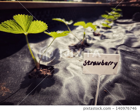 A raised garden bed covered with agricultural fabric, filled with blooming strawberry plants and a plant marker labeled "Strawberry" A raised garden bed covered with agricultural fabric, filled with blooming strawberry plants and a plant marker labeled "Strawberry" 140976746