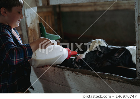 A teenage boy feeds a black and white spotted calf with milk using a feeding bottle inside a cowshed A teenage boy feeds a black and white spotted calf with milk using a feeding bottle inside a cowshed 140976747