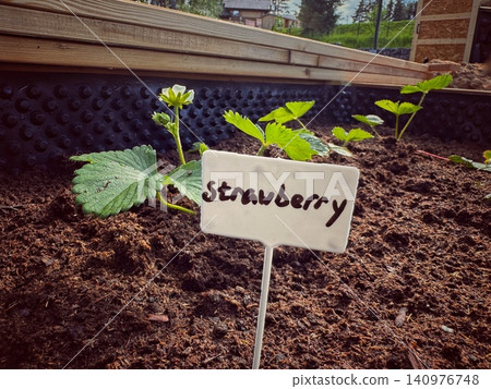 A raised garden bed filled with blooming strawberry plants, with a plant marker labeled "Strawberry" inserted into the soil A raised garden bed filled with blooming strawberry plants, with a plant marker labeled "Strawberry" inserted into the soil 140976748