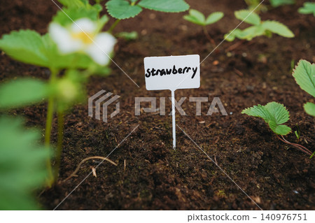 A raised garden bed filled with blooming strawberry plants, with a plant marker labeled "Strawberry" inserted into the soil A raised garden bed filled with blooming strawberry plants, with a plant marker labeled "Strawberry" inserted into the soil 140976751