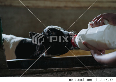 Close-up of a calf being bottle-fed with milk from the feeding bottle in a cowshed Close-up of a calf being bottle-fed with milk from the feeding bottle in a cowshed 140976752