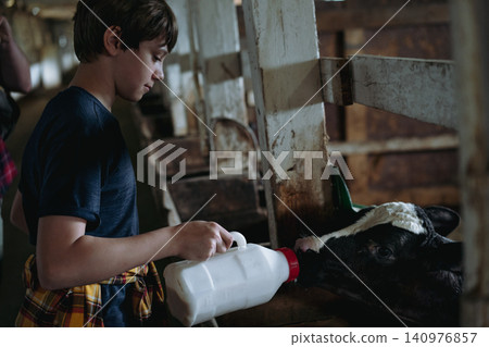 A teenage boy feeds a calf with milk using a feeding bottle fitted with a nipple inside a cowshed 140976857