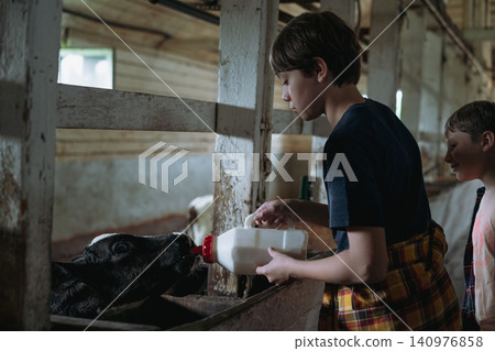 A teenage boy bottle-feeds a calf with milk using a feeding bottle fitted with a nipple inside a cowshed A teenage boy bottle-feeds a calf with milk using a feeding bottle fitted with a nipple inside a cowshed 140976858