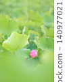 Lotus in Japan 140977021