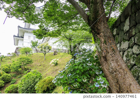 Odawara Castle Ruins Park during the rainy season Odawara Castle Ruins Park during the rainy season 140977461