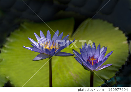 Close-up of a brightly colored tropical water lily flower. Close-up of a brightly colored tropical water lily flower. 140977494