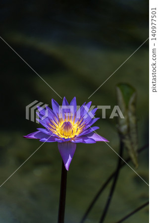 Close-up of a brightly colored tropical water lily flower. Close-up of a brightly colored tropical water lily flower. 140977501