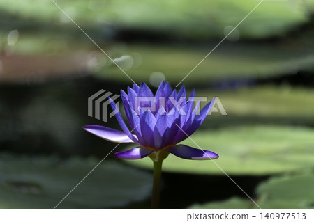 Close-up of a brightly colored tropical water lily flower. 140977513