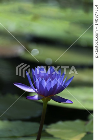 Close-up of a brightly colored tropical water lily flower. Close-up of a brightly colored tropical water lily flower. 140977514