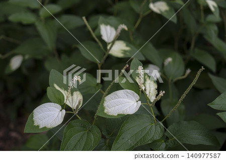 Summer leaves Summer leaves 140977587