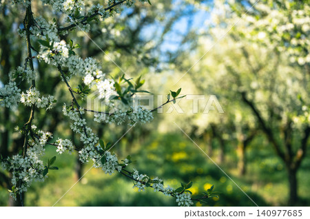 Close-up Apple Blossom Branch Soft Bokeh White Flowers Close-up Apple Blossom Branch Soft Bokeh White Flowers 140977685