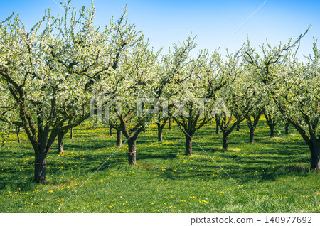 Commercial Apple Tree Rows Neatly Aligned Sunlit Scene Commercial Apple Tree Rows Neatly Aligned Sunlit Scene 140977692