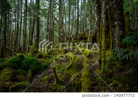 A landscape of moss-covered primeval forest A landscape of moss-covered primeval forest 140977753