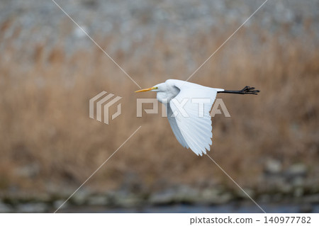 A beautiful great egret flying over a river. A beautiful great egret flying over a river. 140977782