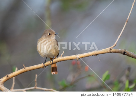 Winter bird Daurian Redstart (female) 02 Winter bird Daurian Redstart (female) 02 140977784