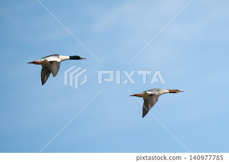 A pair of Common Mergansers soaring against a blue sky. A pair of Common Mergansers soaring against a blue sky. 140977785