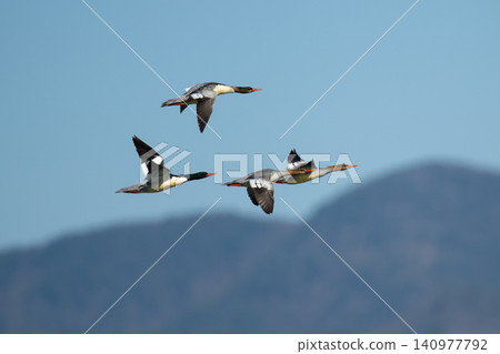 Winter birds, Korean mergansers, soaring against a blue sky 01 Winter birds, Korean mergansers, soaring against a blue sky 01 140977792