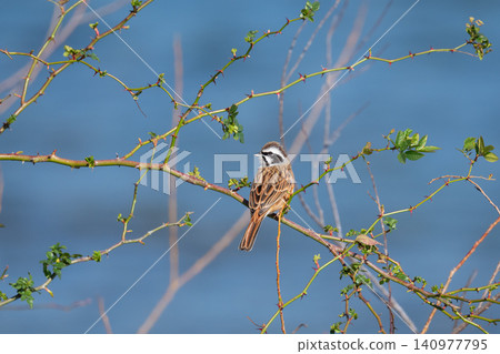 A bunting perched on a branch by the riverbank. A bunting perched on a branch by the riverbank. 140977795