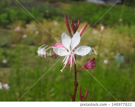 Gaura (4 petals of the Evening Primrose family) Gaura (4 petals of the Evening Primrose family) 140977822