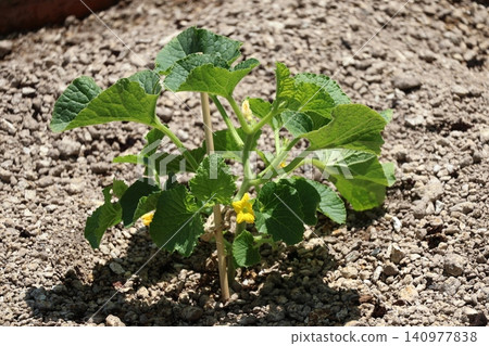 A scene from a field where cantaloupe seedlings are being cultivated. A scene from a field where cantaloupe seedlings are being cultivated. 140977838