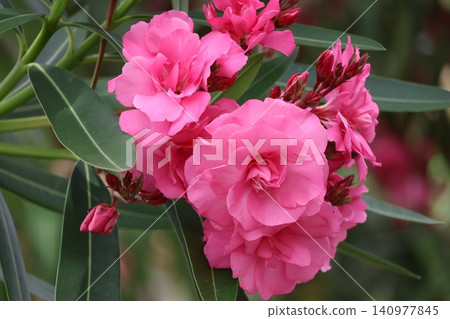 A close-up view of oleander flowers with pink petals blooming at the tips of branches. A close-up view of oleander flowers with pink petals blooming at the tips of branches. 140977845