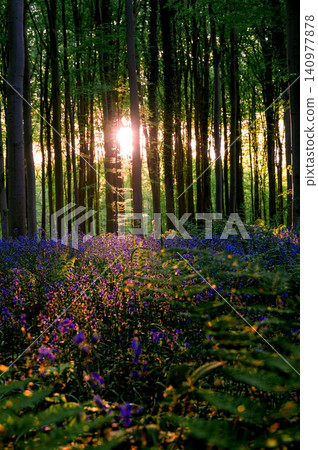 Sunlight streaming between tall beech trunks Sunlight streaming between tall beech trunks 140977878