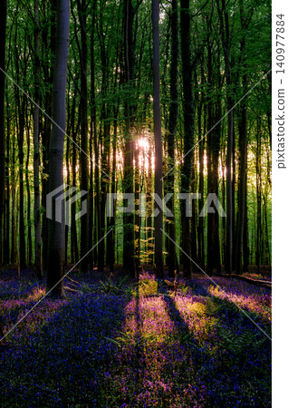 Golden sunrise warming dense bluebell carpet Golden sunrise warming dense bluebell carpet 140977884
