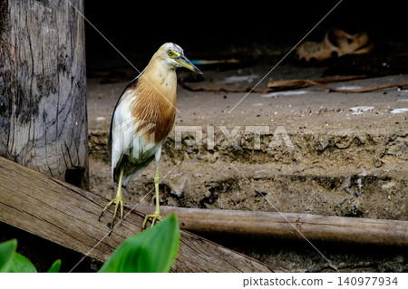 Javan Pond Heron Perched Elegantly in Urban Habitat, Showcasing Beauty and Serenity of Wildlife Animal Javan Pond Heron Perched Elegantly in Urban Habitat, Showcasing Beauty and Serenity of Wildlife Animal 140977934