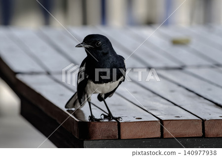 Close-Up of Oriental Magpie Robin Perched on Wooden Surface Animal Wildlife Close-Up of Oriental Magpie Robin Perched on Wooden Surface Animal Wildlife 140977938