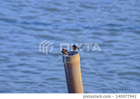 Two Vibrant Welcome Swallows Perched on a Wooden Post Two Vibrant Welcome Swallows Perched on a Wooden Post 140977942