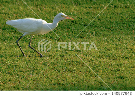 Elegant white egret walking gracefully on lush green grass field Elegant white egret walking gracefully on lush green grass field 140977948