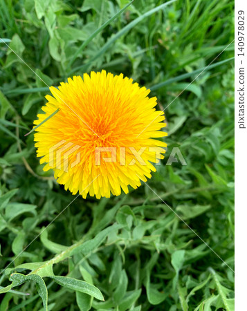 A vibrant yellow dandelion stands out among green grass, showcasing its rounded petals under the bright sun during a pleasant spring day A vibrant yellow dandelion stands out among green grass, showcasing its rounded petals under the bright sun during a pleasant spring day 140978029