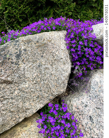 Purple flowers cascade down sturdy granite rocks, creating a beautiful contrast. The scene captures the essence of spring in a tranquil, natural environment Purple flowers cascade down sturdy granite rocks, creating a beautiful contrast. The scene captures the essence of spring in a tranquil, natural environment 140978031