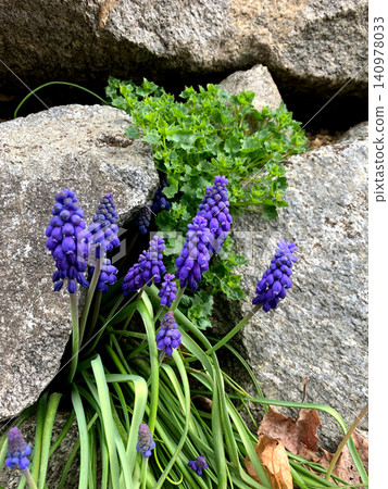 Bright purple flowers sprout from the ground, nestled among gray rocks, while vibrant green foliage adds a fresh touch in a spring garden setting Bright purple flowers sprout from the ground, nestled among gray rocks, while vibrant green foliage adds a fresh touch in a spring garden setting 140978033